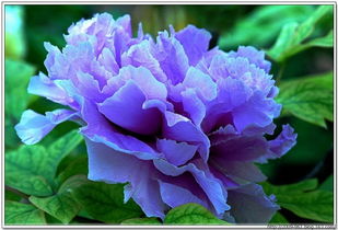 花中雙絕 王者牡丹與仙姿芍藥