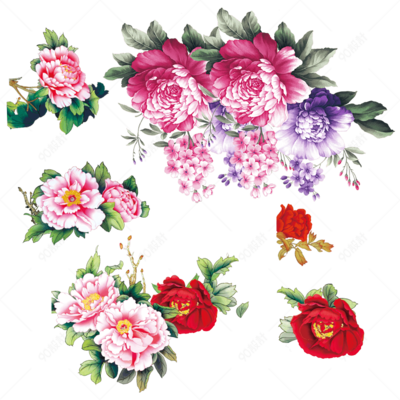 國(guó)色天香話牡丹 花卉素材中的王者風(fēng)范